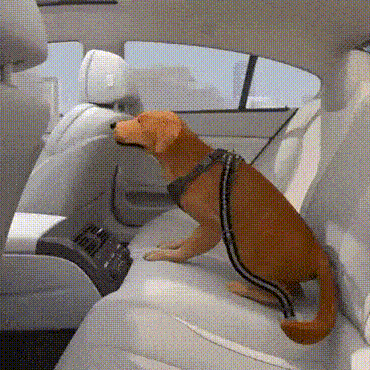 DOGGY SEAT BELT