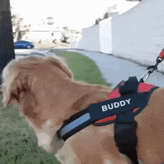 custom name dog harness
